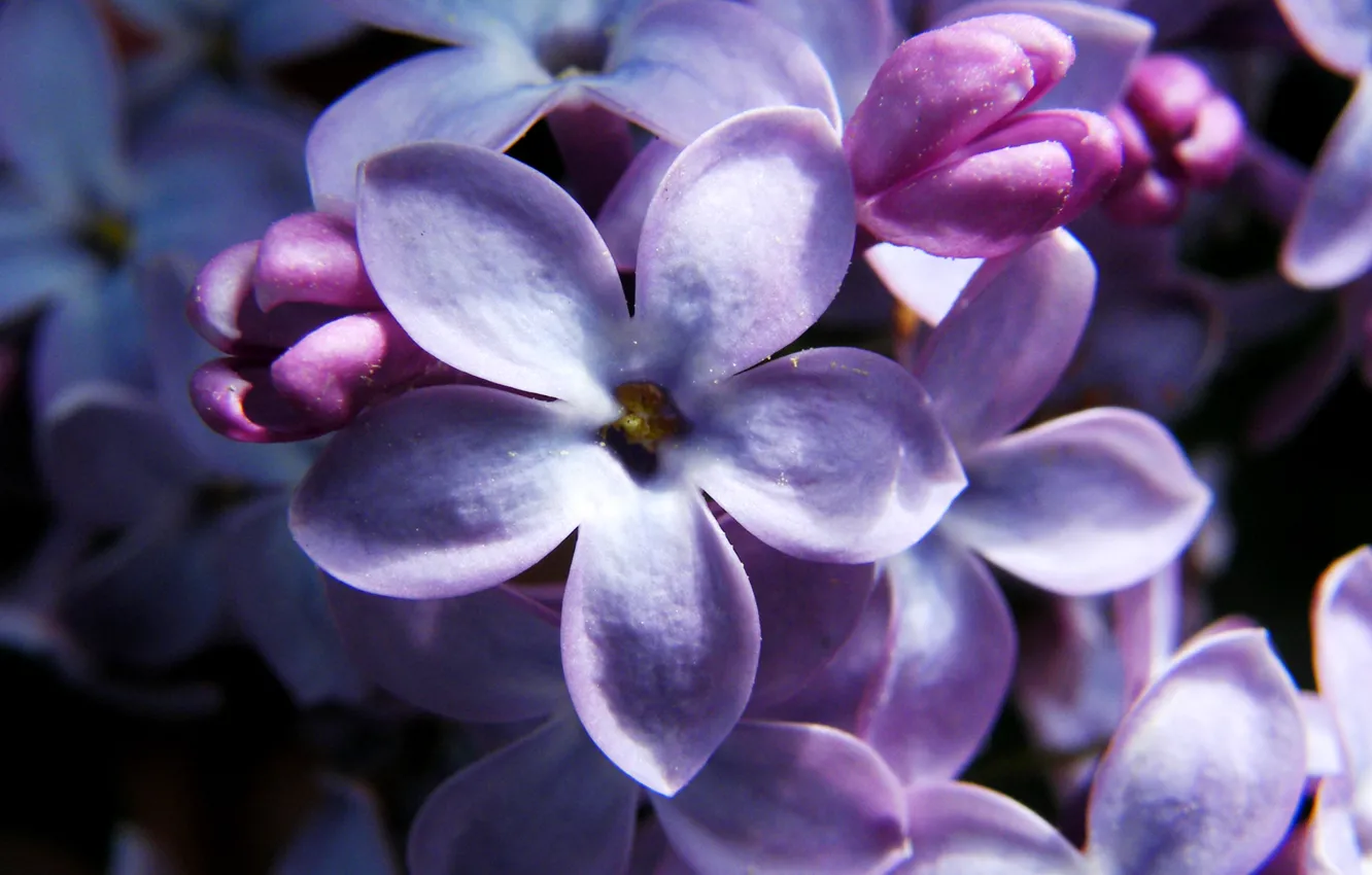 Photo wallpaper flowers, lilac, five lepestkov