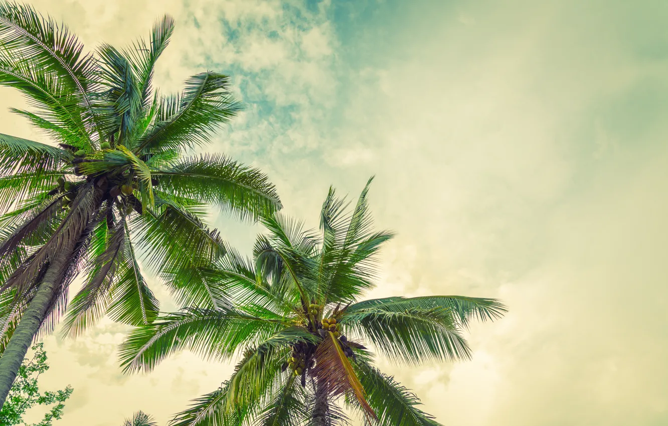 Photo wallpaper beach, summer, the sun, palm trees, summer, beach, paradise, palms