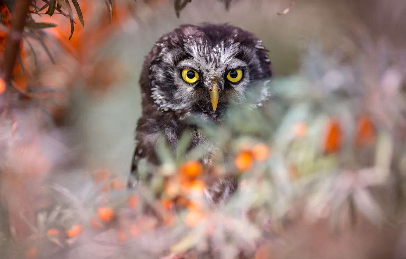 Photo wallpaper eyes, nature, berries, background, owl, bird, portrait, blurry