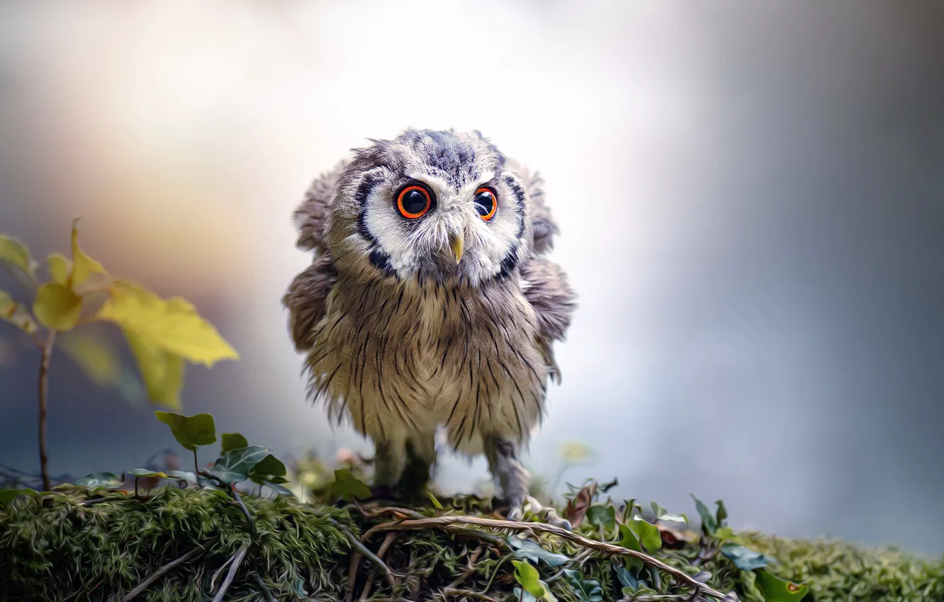 Photo wallpaper eyes, beak, owlet