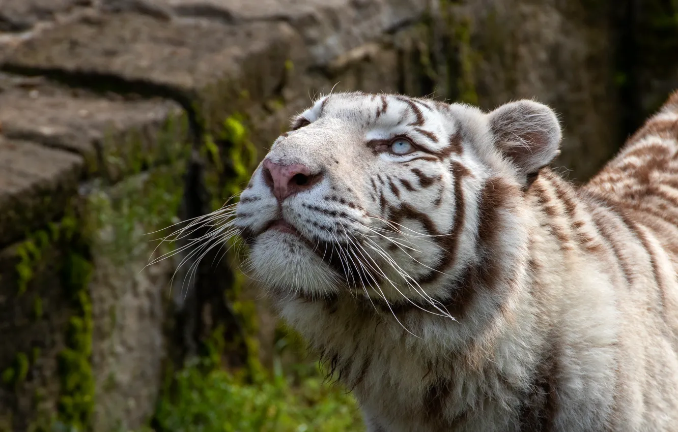 Photo wallpaper white, look, face, tiger, stones, background, portrait, looking up