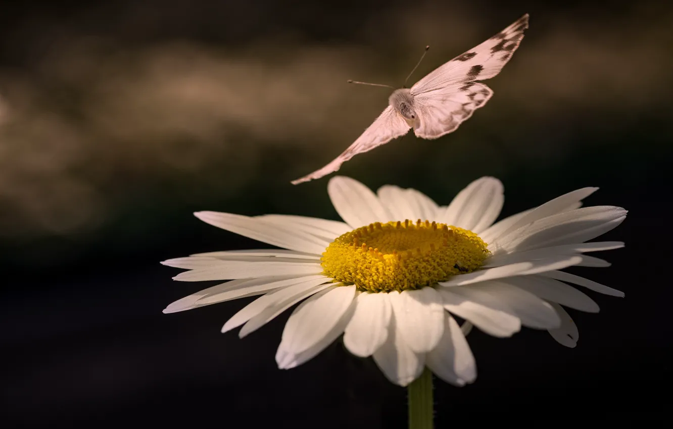 Photo wallpaper flower, macro, background, butterfly, Daisy, bokeh