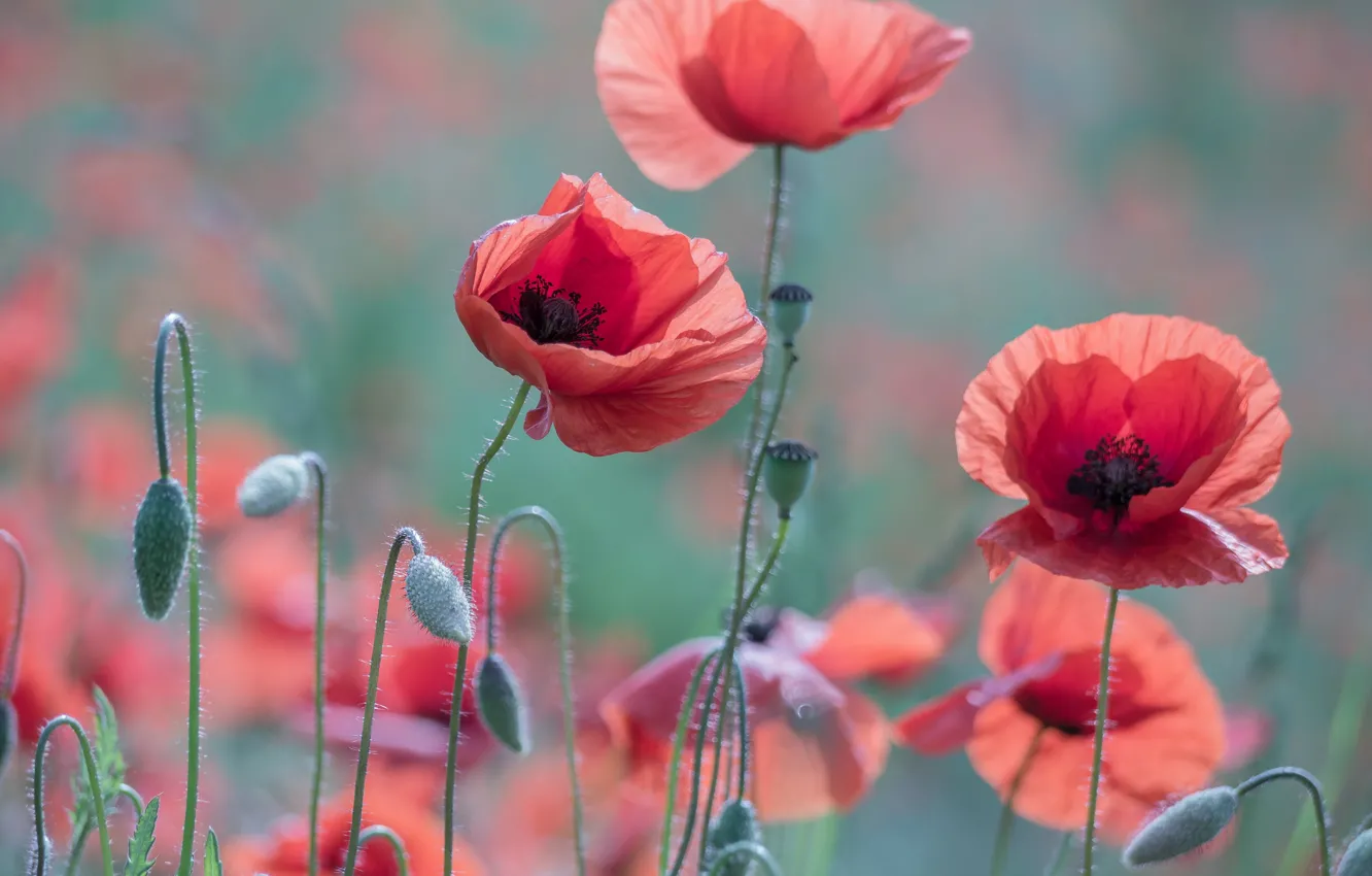 Photo wallpaper summer, light, flowers, red, Maki, meadow, buds