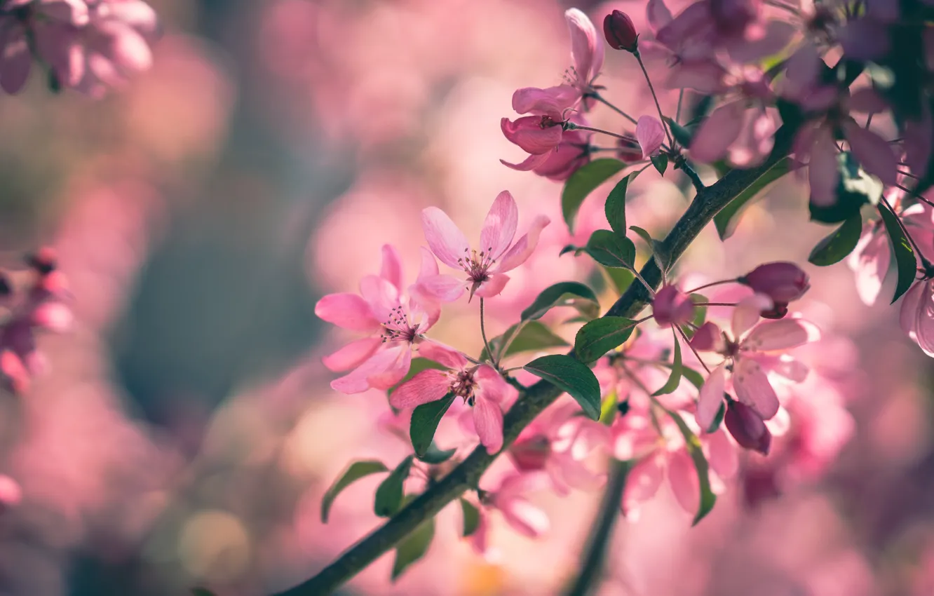 Photo wallpaper leaves, flowers, branches, background, mood, beauty, spring, pink
