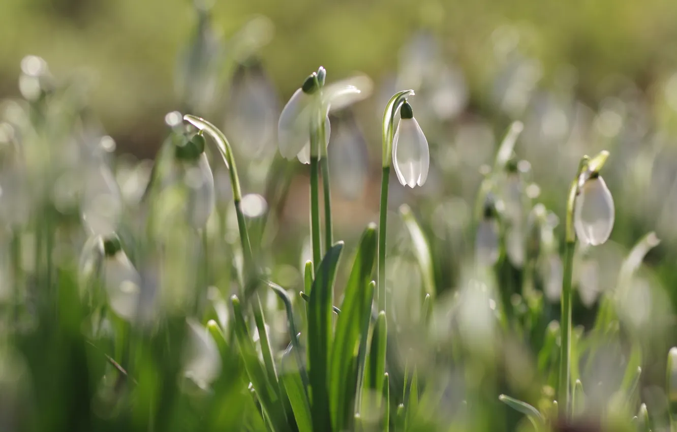 Photo wallpaper light, flowers, glade, blur, spring, snowdrops, white, buds
