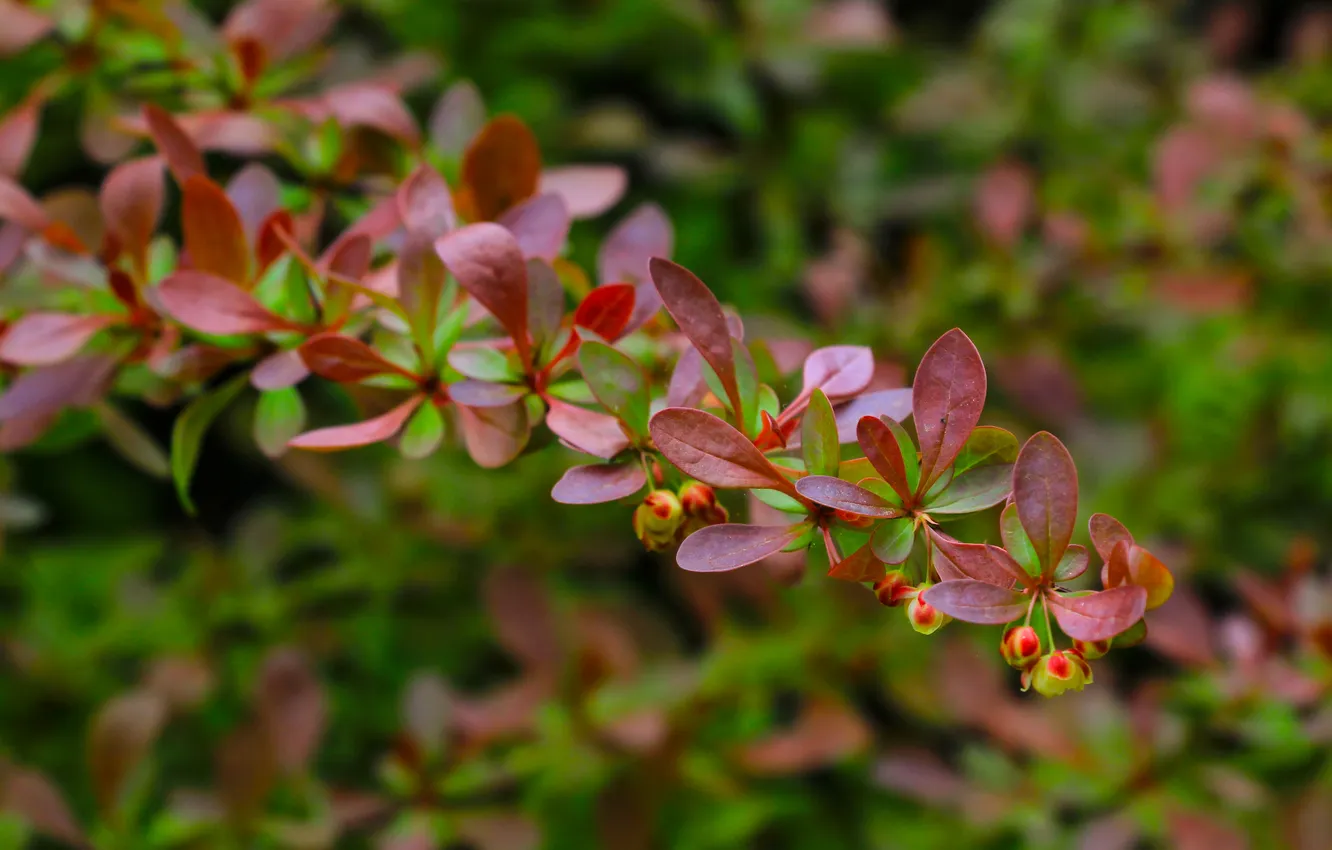 Photo wallpaper spring, leaf, twig