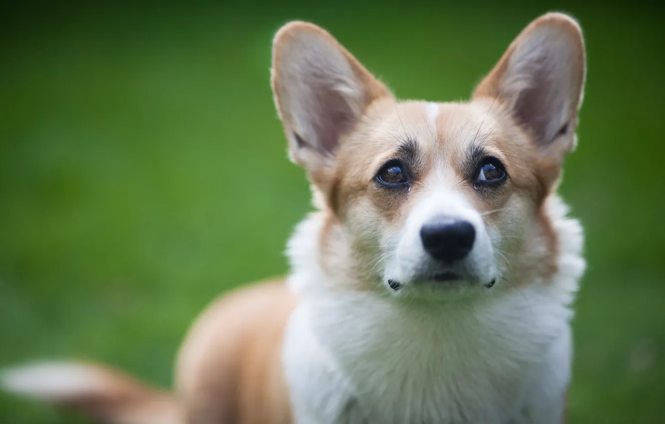 Photo wallpaper look, dog, ears, Welsh Corgi