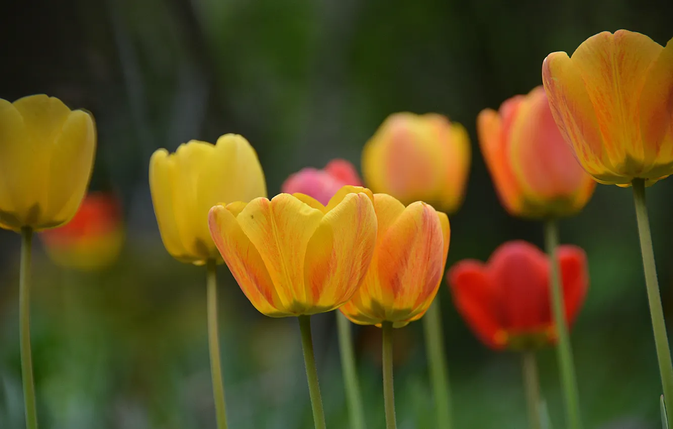 Photo wallpaper spring, tulips, tulips, spring, yellow tulips, yellow tulips