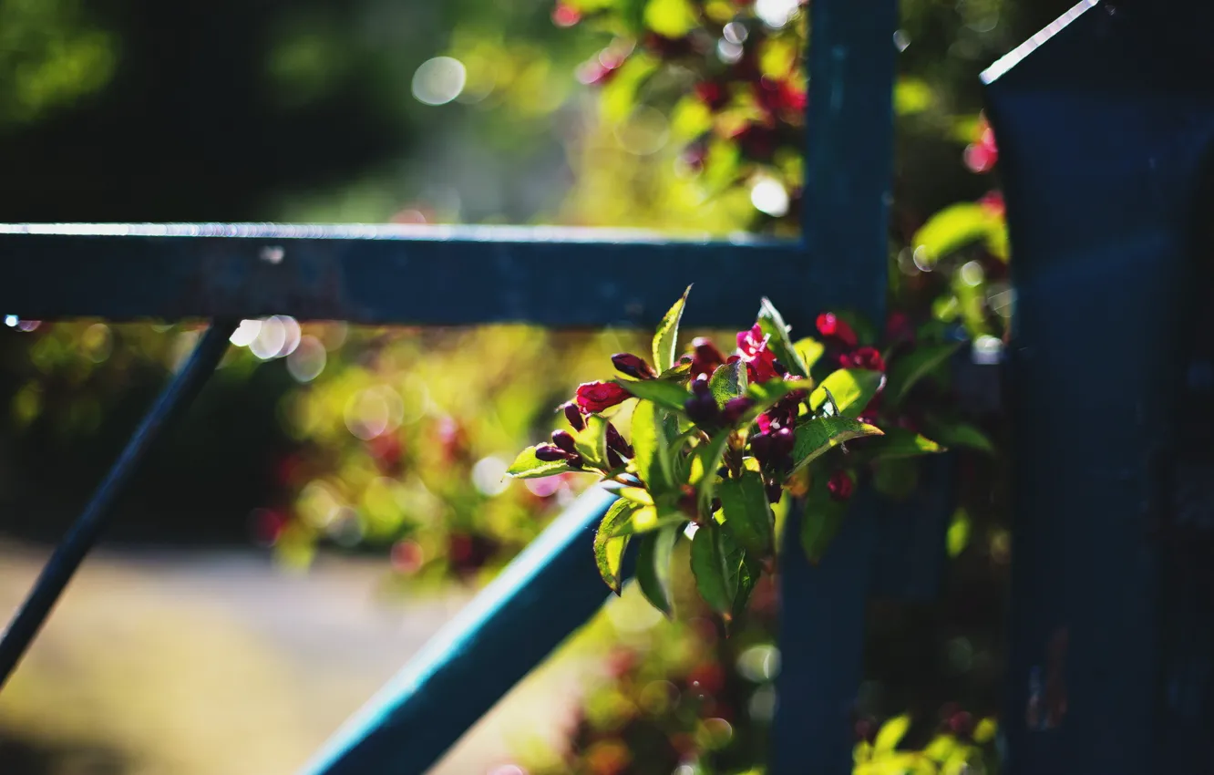 Photo wallpaper macro, flowers, the fence