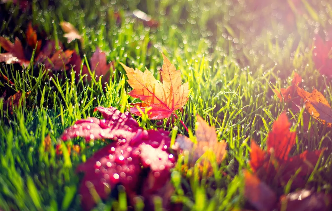 Photo wallpaper autumn, leaves, morning, dew