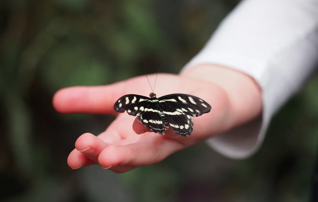 Photo wallpaper butterfly, wings, hands, insect, fingers