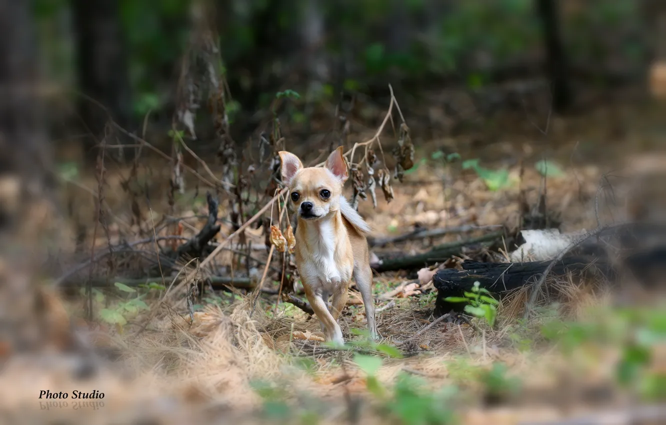 Photo wallpaper forest, grass, branches, Chihuahua
