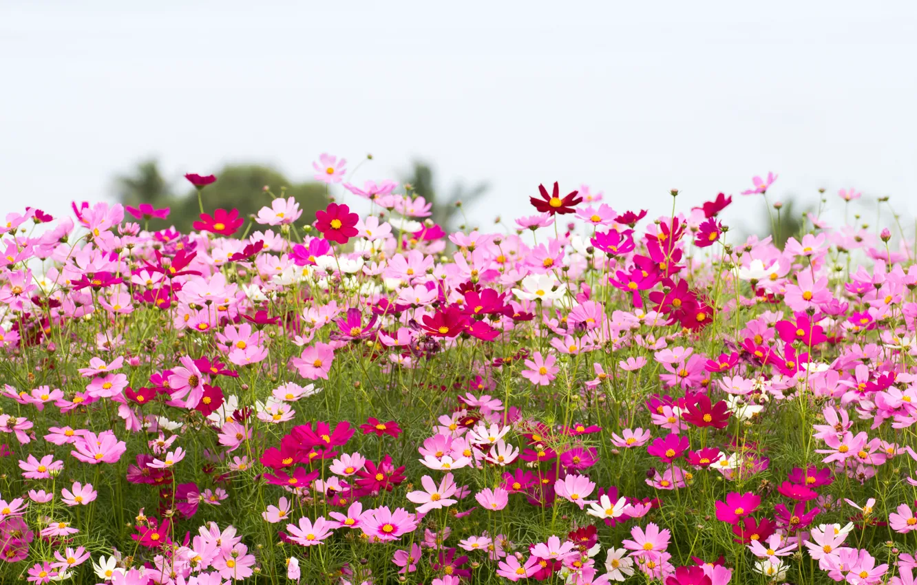 Photo wallpaper field, summer, the sky, flowers, summer, pink, field, pink
