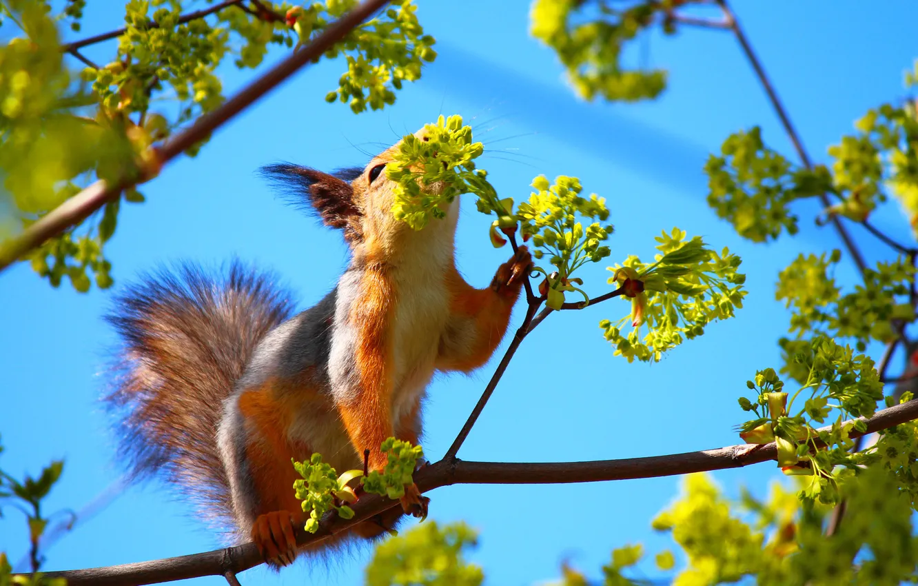 Photo wallpaper the sky, leaves, branch, Tree, protein, tail, fur