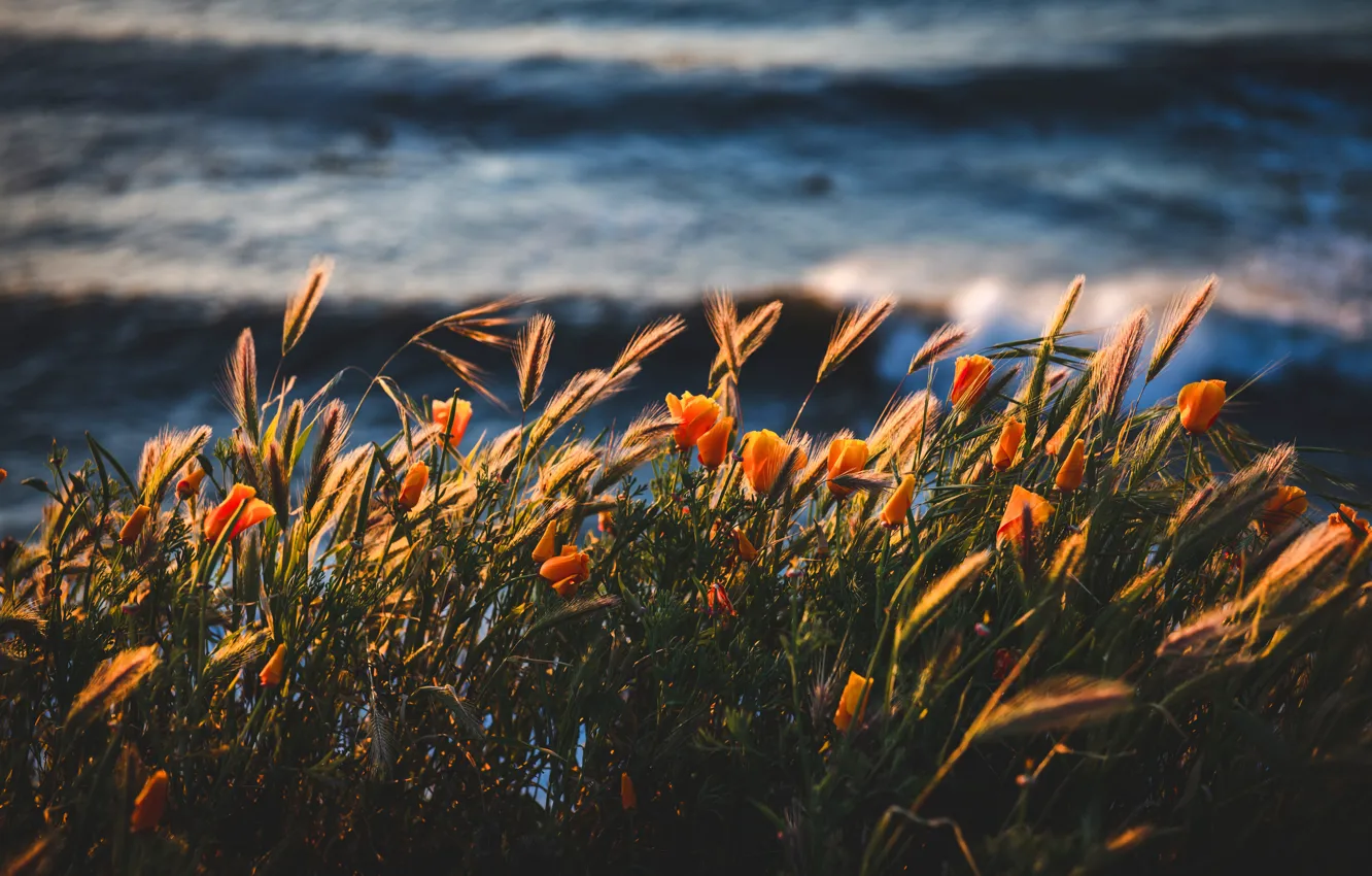 Photo wallpaper summer, flowers, shore, ears, pond, Escholzia