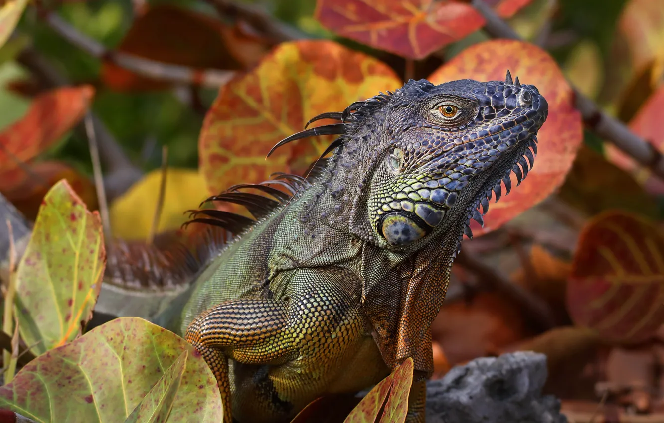 Photo wallpaper look, leaves, pose, iguana, reptile