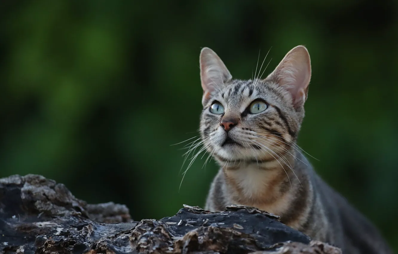 Photo wallpaper cat, look, background, muzzle, cat