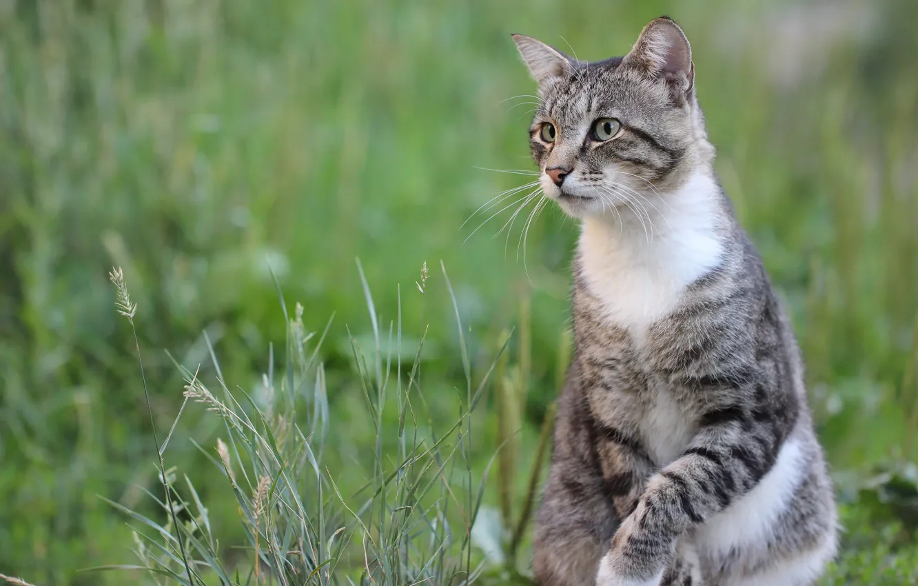 Photo wallpaper cat, look, cat