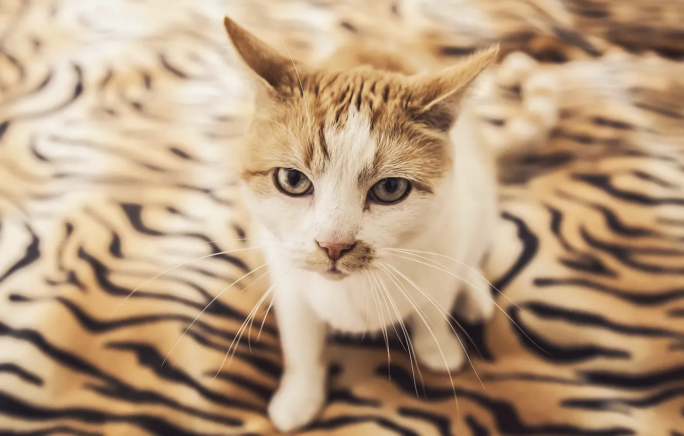 Photo wallpaper cat, look, background