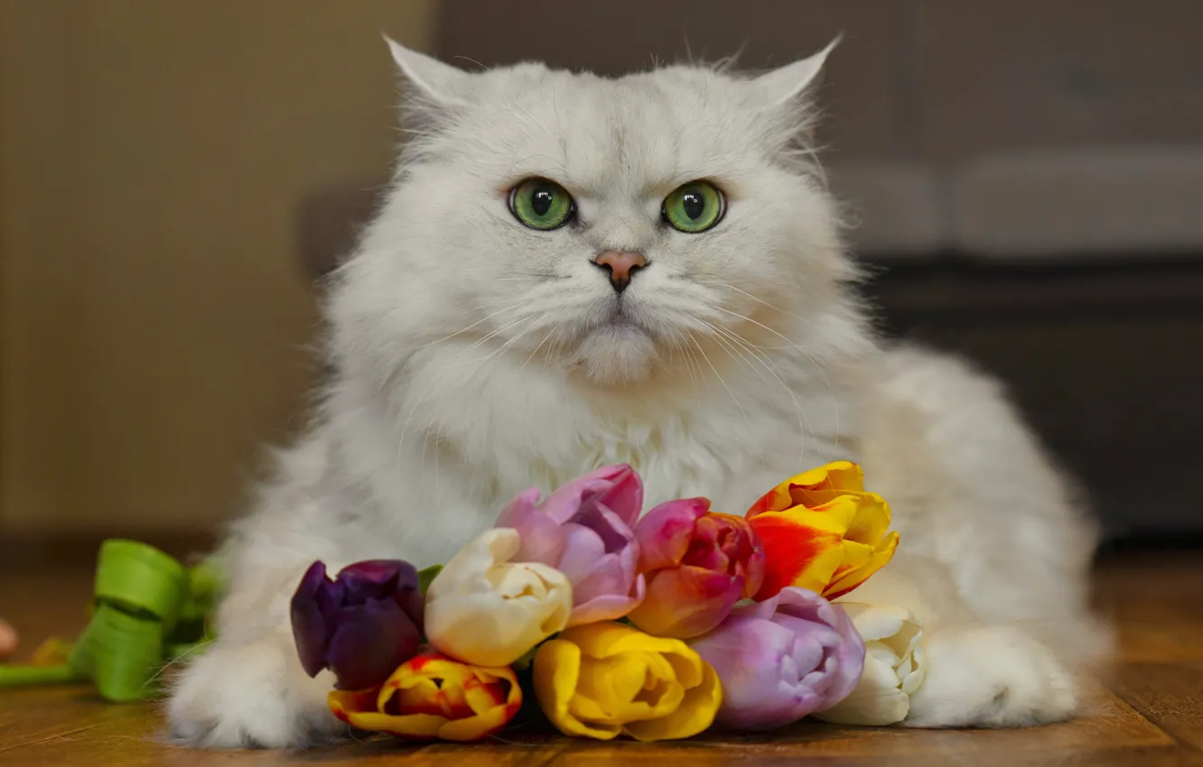 Photo wallpaper cat, flowers, tulips, British