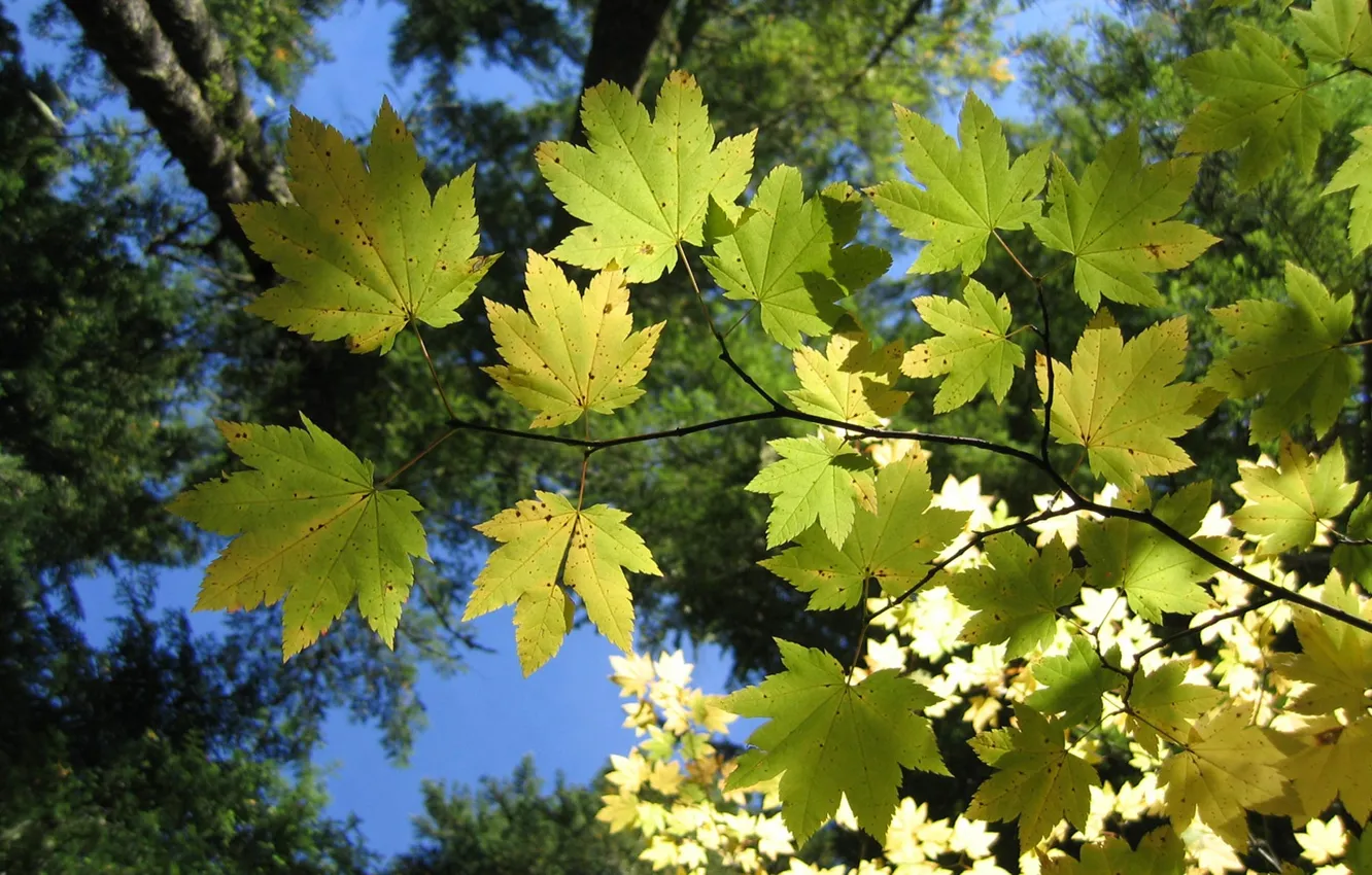 Photo wallpaper the sky, leaves, light, trees, branches