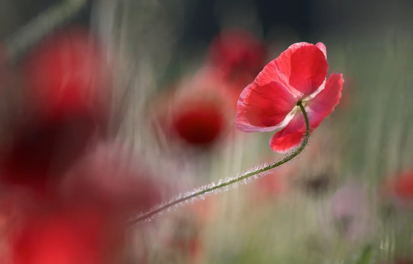 Photo wallpaper light, flowers, red, background, Mac, Maki, blur, petals