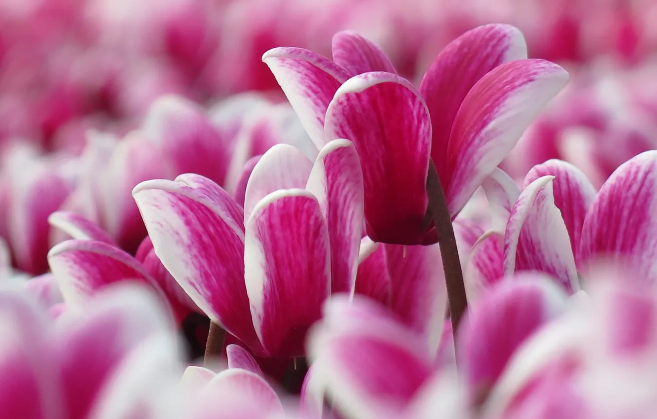 Photo wallpaper macro, petals, cyclamen