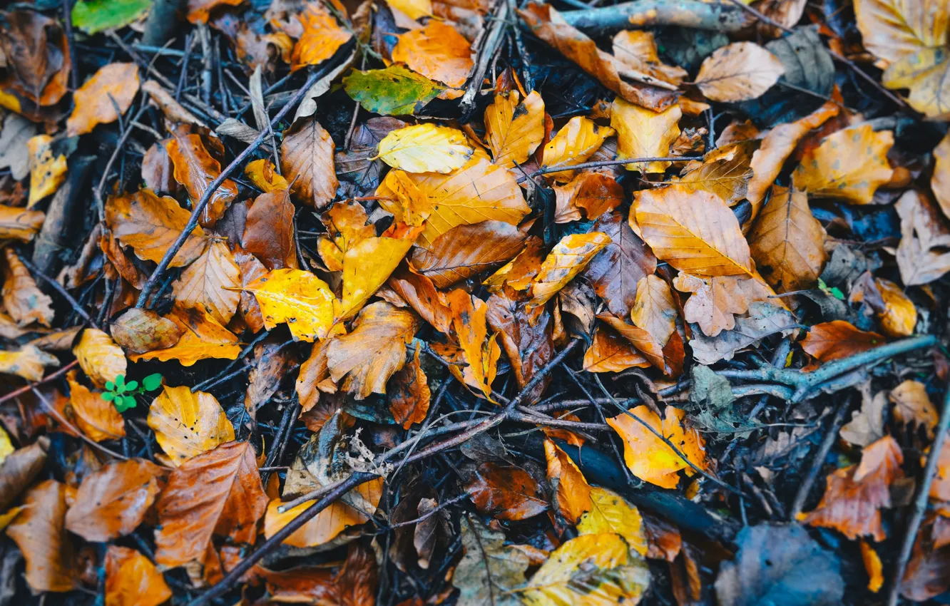 Photo wallpaper autumn, a lot, the pile of leaves, autumn leaves