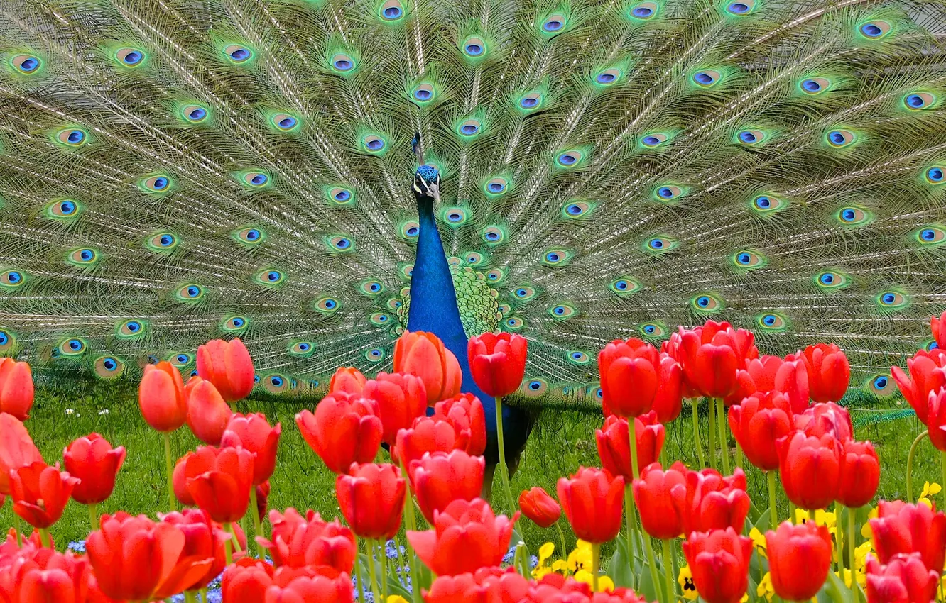 Photo wallpaper flowers, bird, tail, tulips, peacock