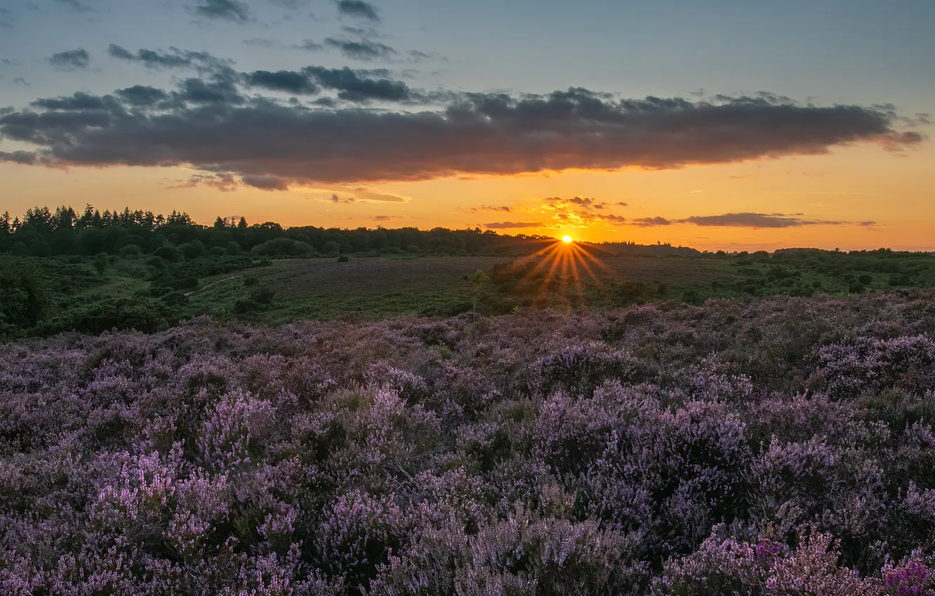 Photo wallpaper field, forest, the sky, the sun, clouds, rays, sunset, flowers