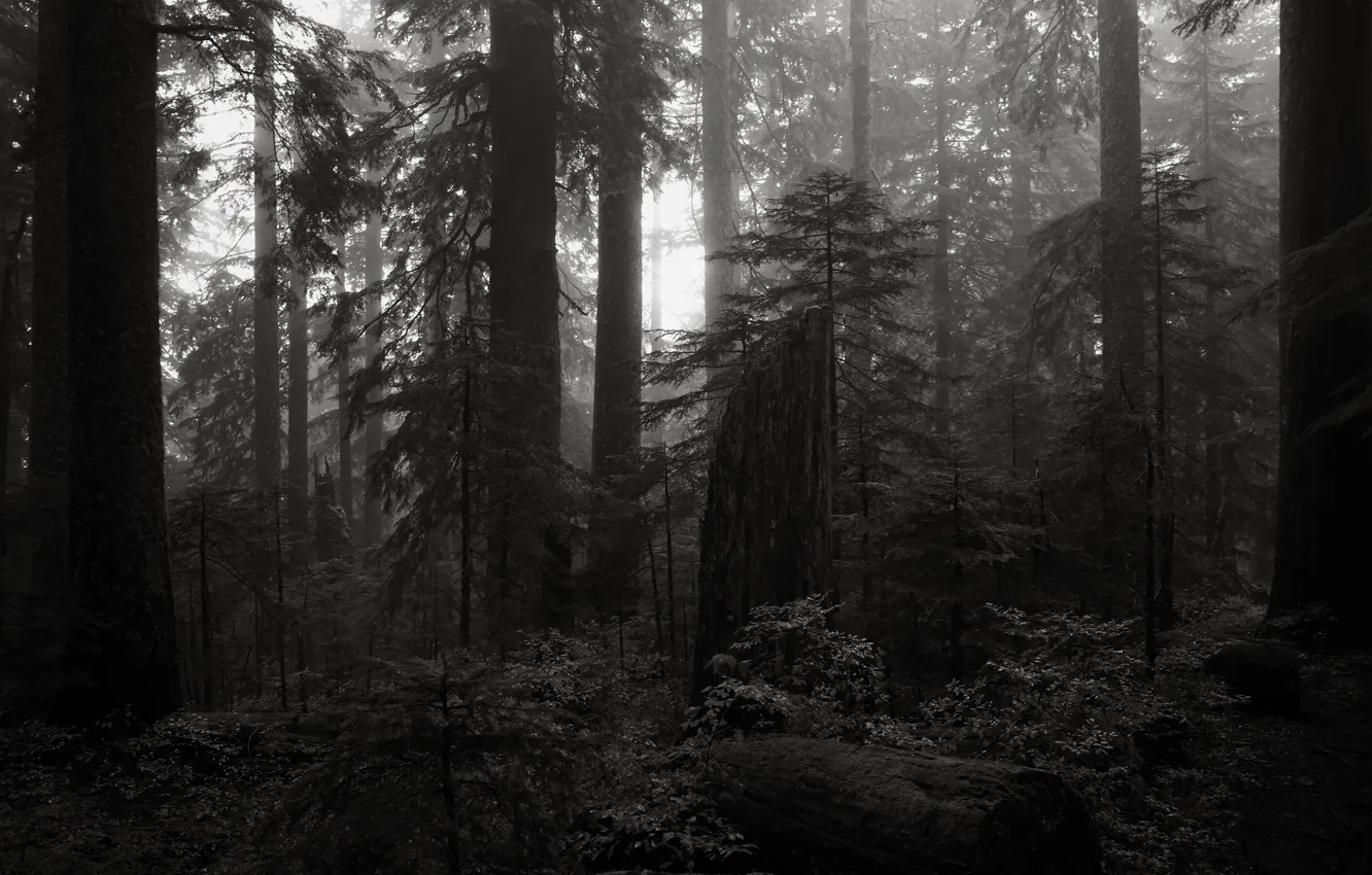 Photo wallpaper forest, trees, nature, Oregon, black and white, USA, monochrome