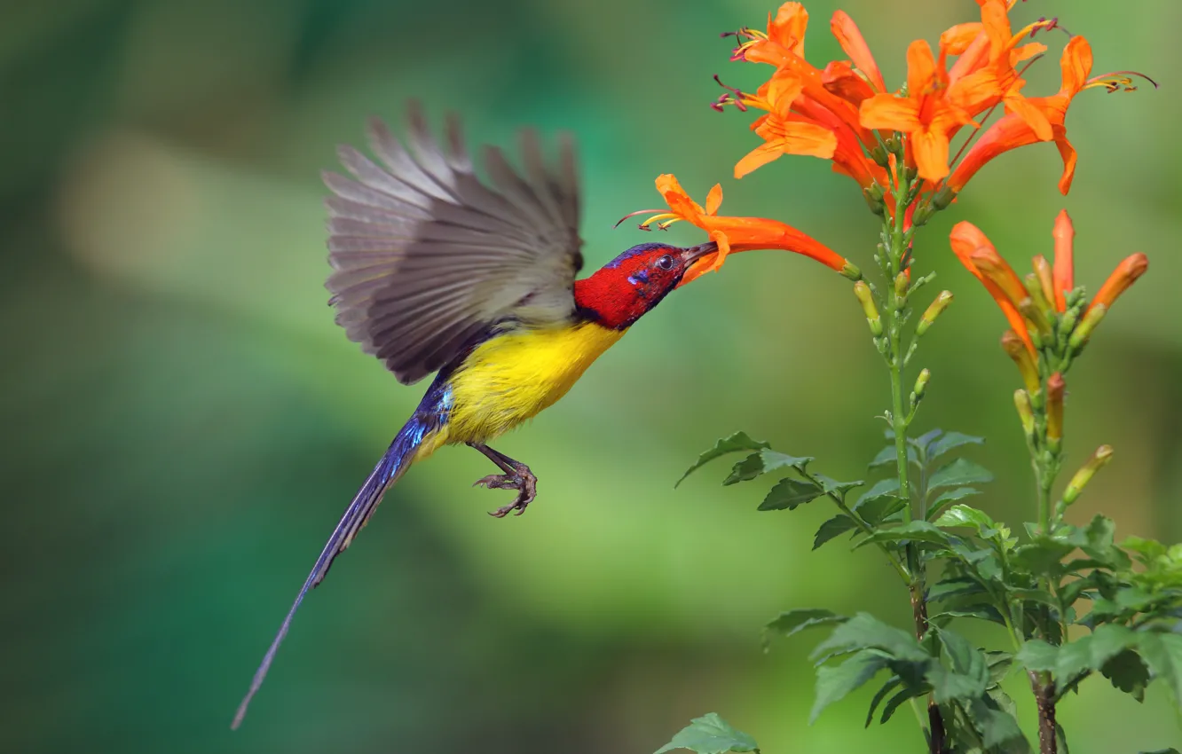Photo wallpaper flight, flowers, nature, bird
