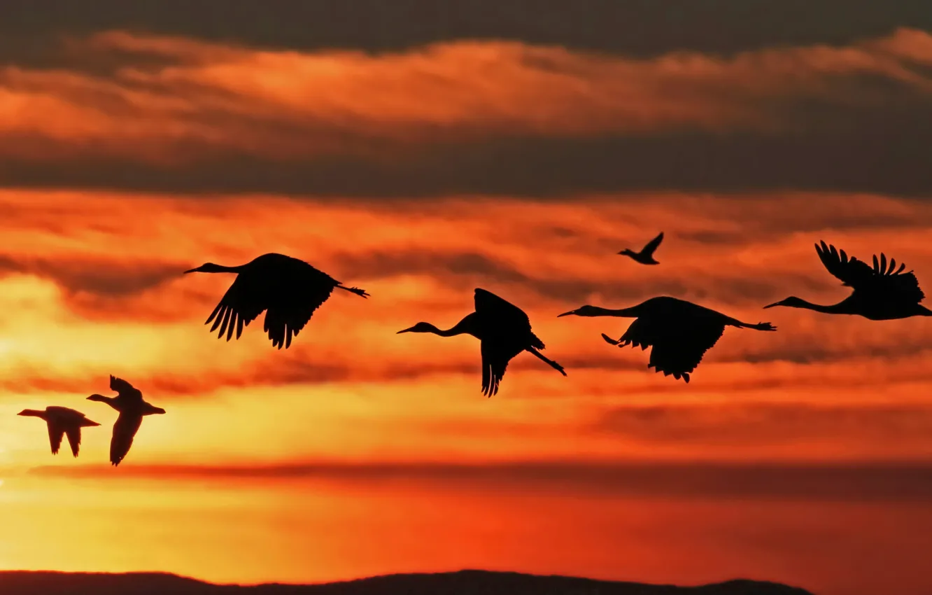 Photo wallpaper the sky, clouds, flight, sunset, bird, duck, pack, stork