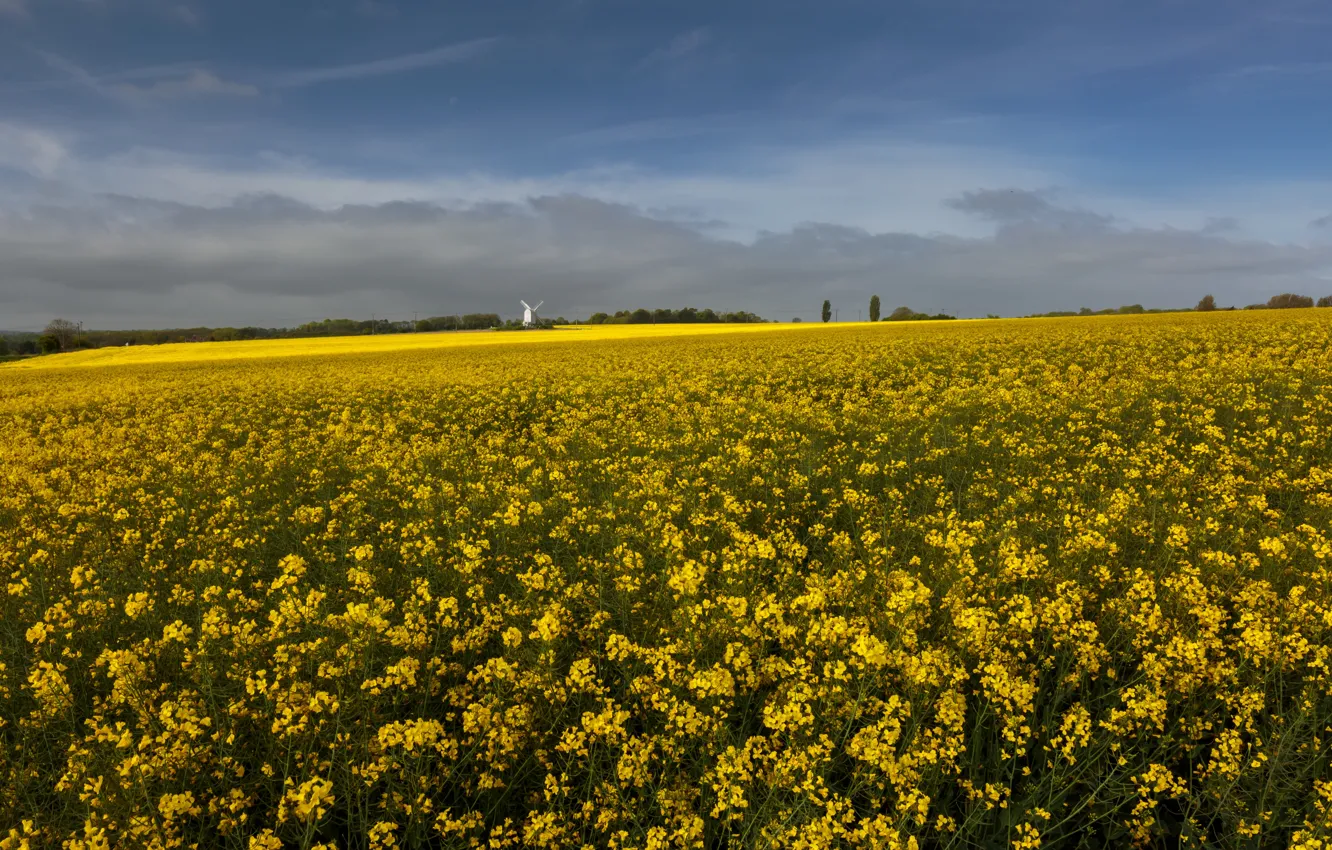 Photo wallpaper field, the sky, clouds, trees, flowers, yellow, blue, dal