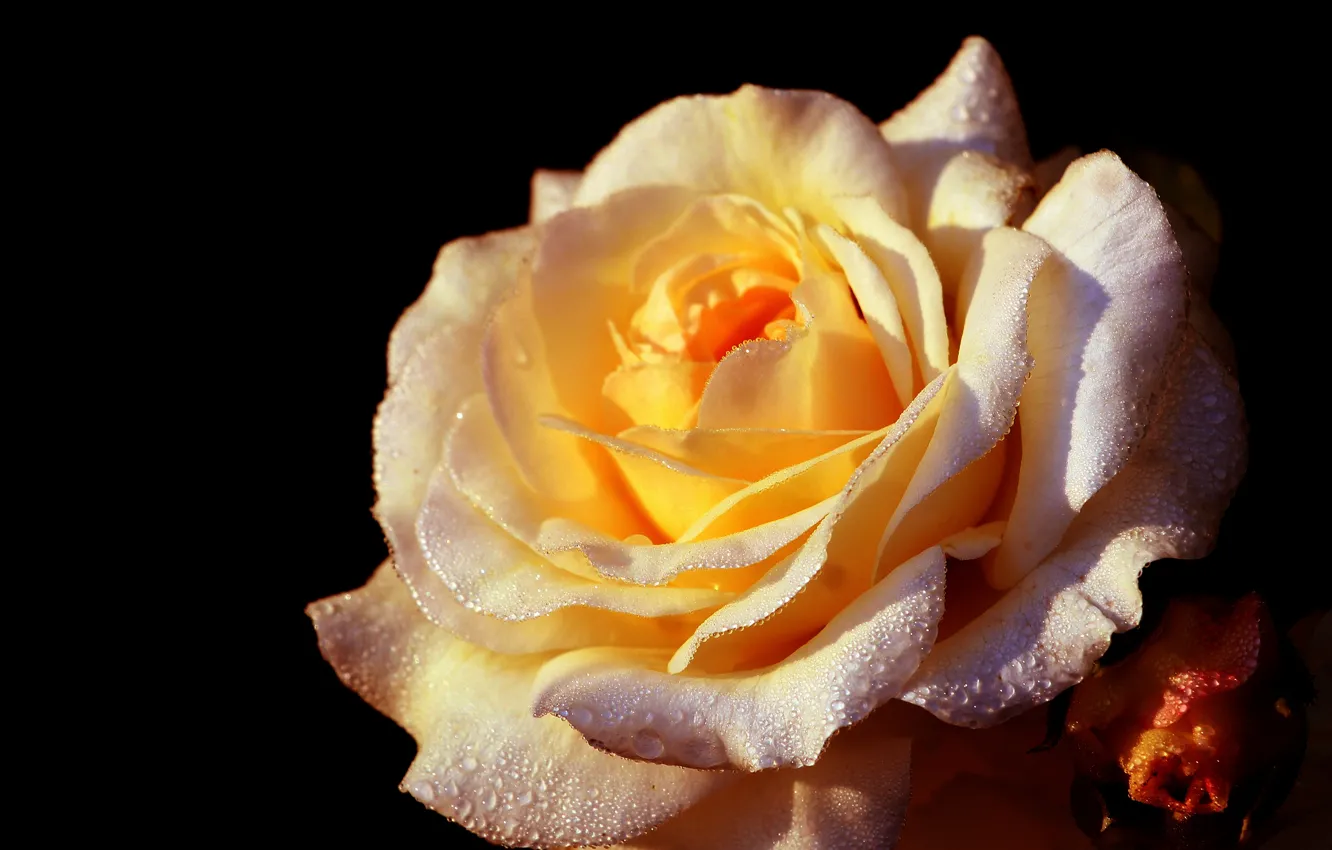 Photo wallpaper dark, rose, flower, garden, blooming