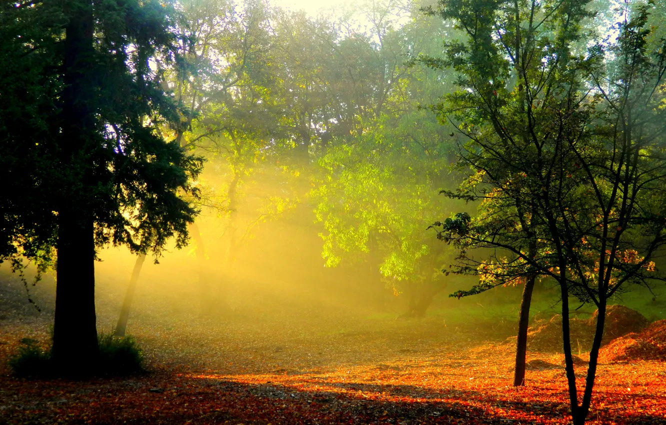 Photo wallpaper forest, the sun, rays, trees, nature, fog, dawn, foliage