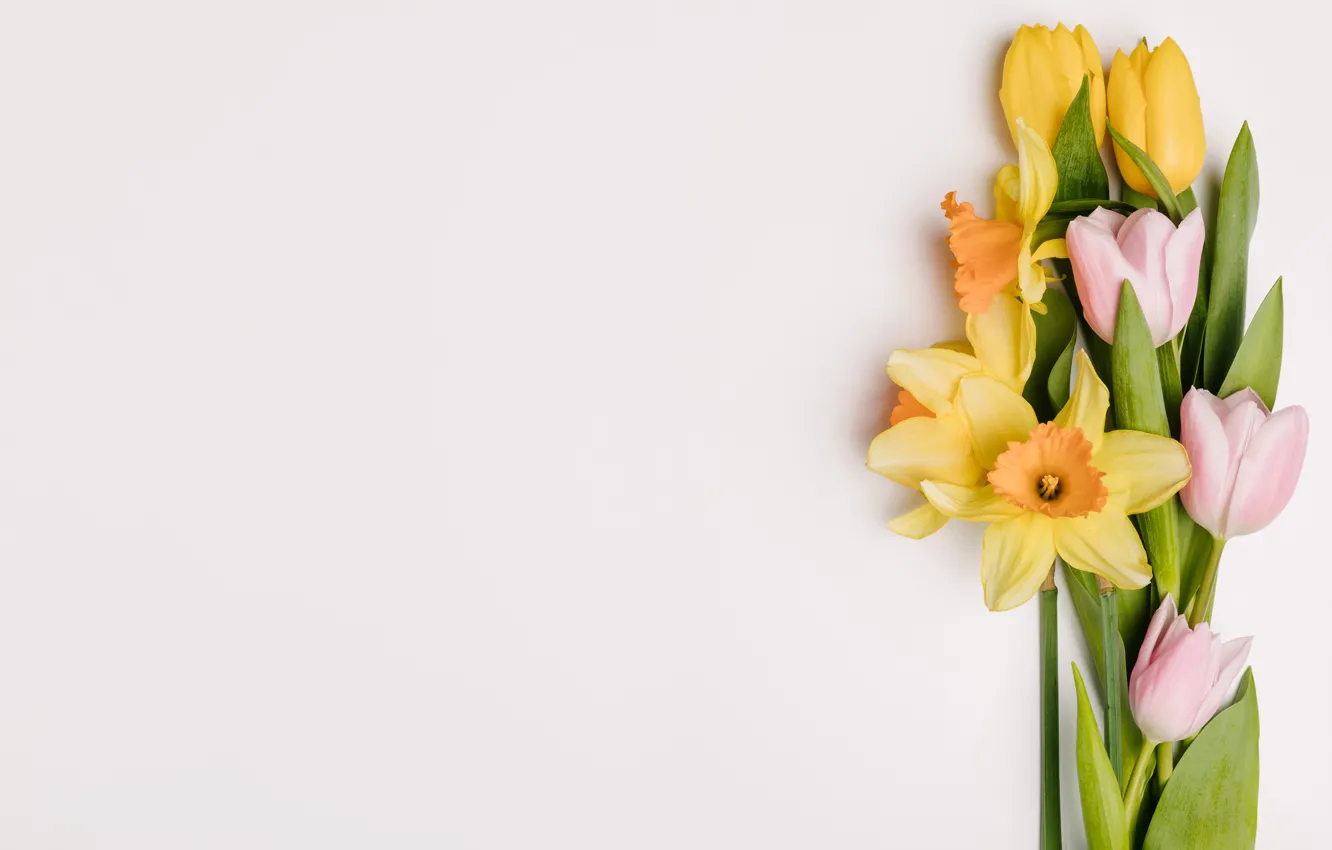 Photo wallpaper flowers, yellow, spring, tulips, pink, fresh, yellow, pink