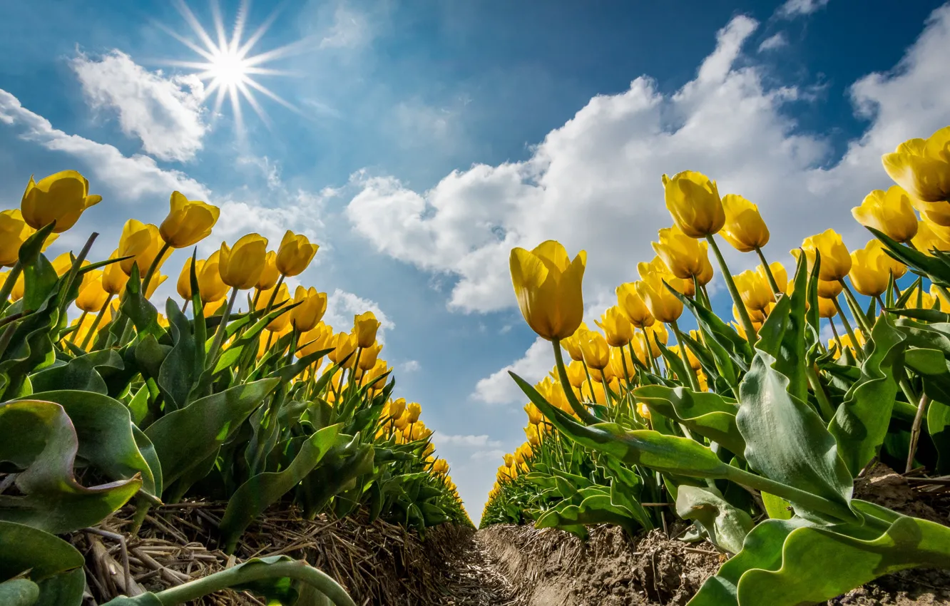 Photo wallpaper summer, Sunny., Yellow tulips