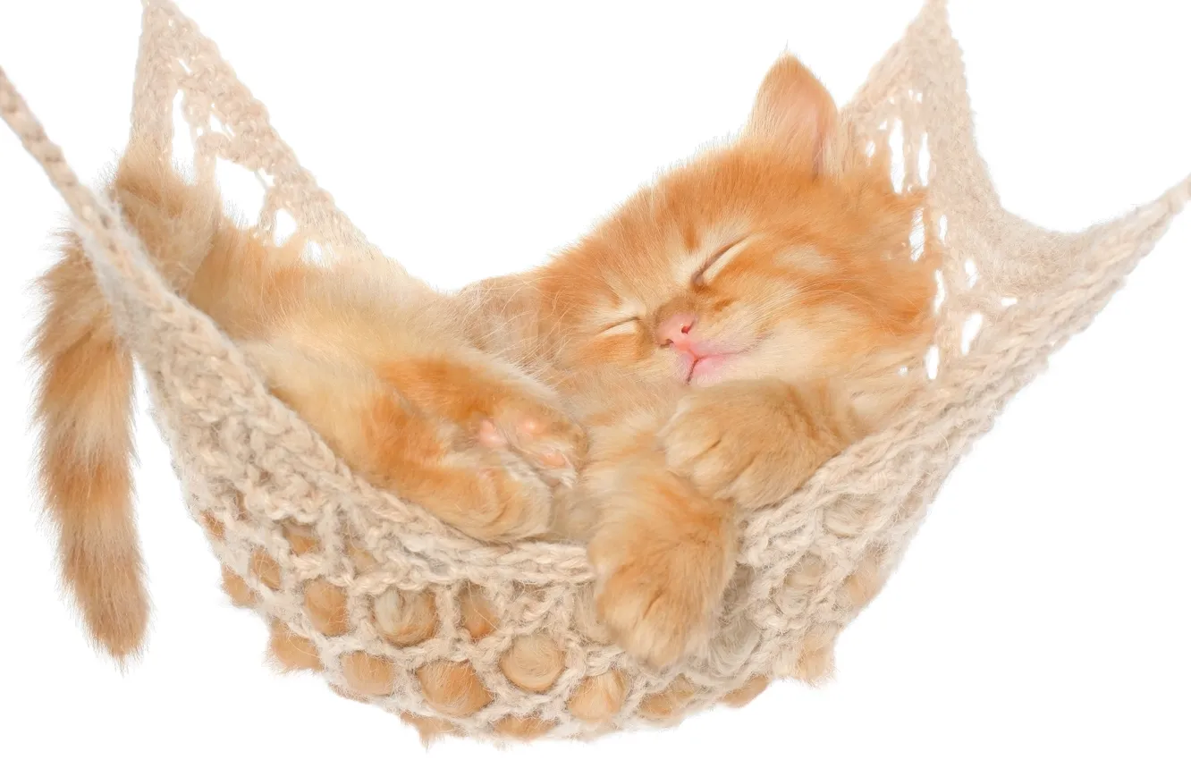 Photo wallpaper animal, cat, sleeping, red, kitty