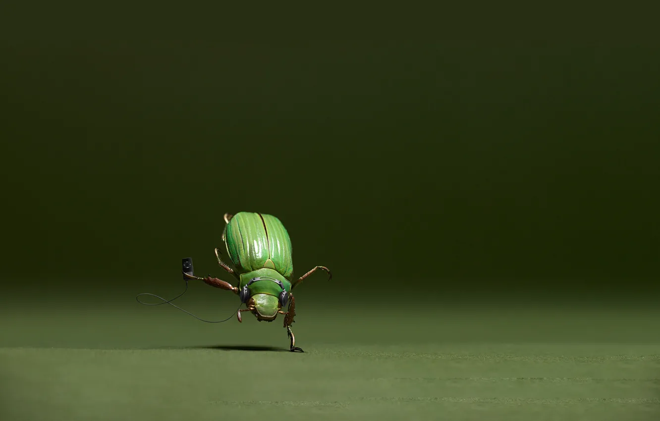 Photo wallpaper music, dance, beetle