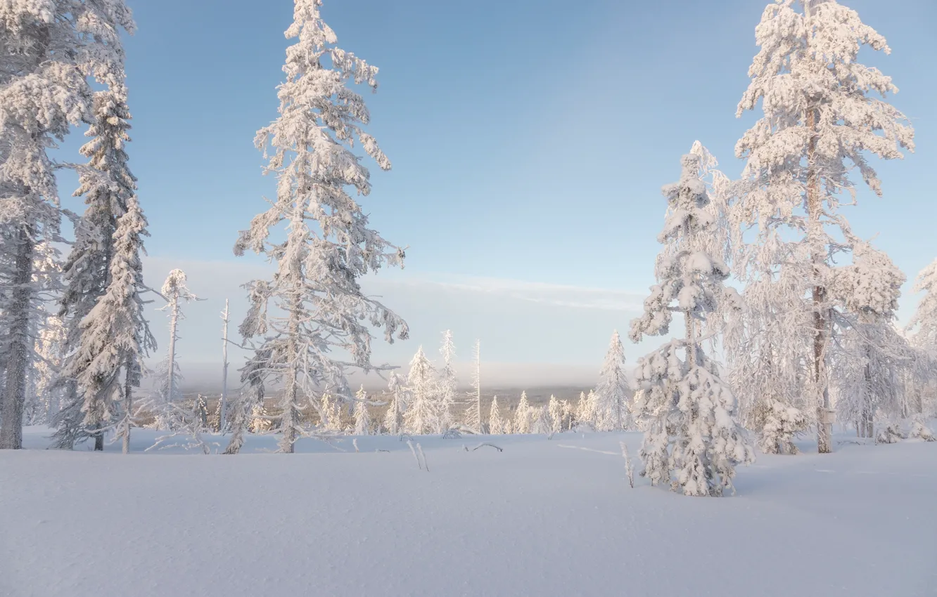 Photo wallpaper winter, forest, the sky, clouds, light, snow, landscape, nature