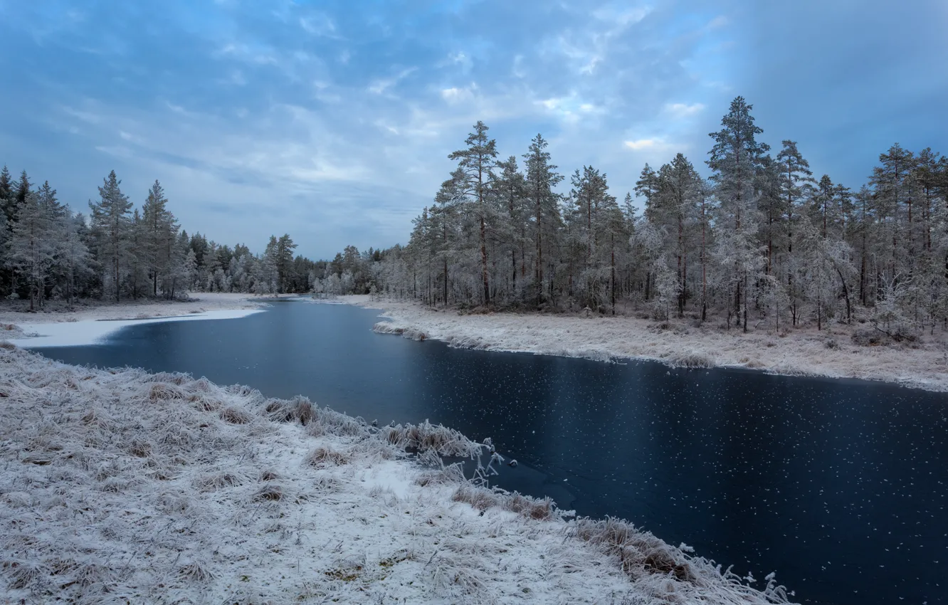 Photo wallpaper snow, winter, Bor, frost, shore, trees, nature, pond