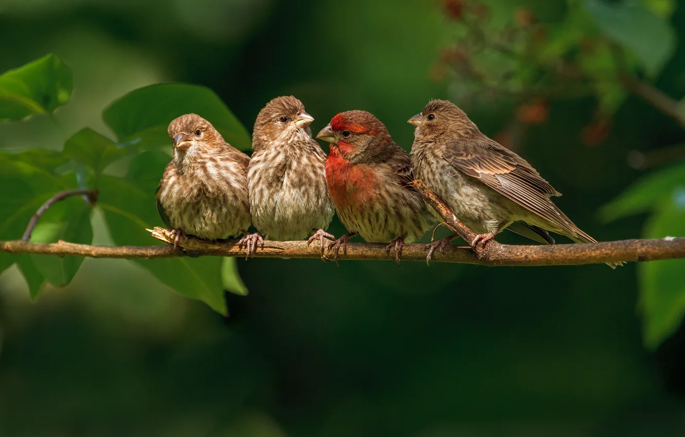 Photo wallpaper birds, branch, family, finches