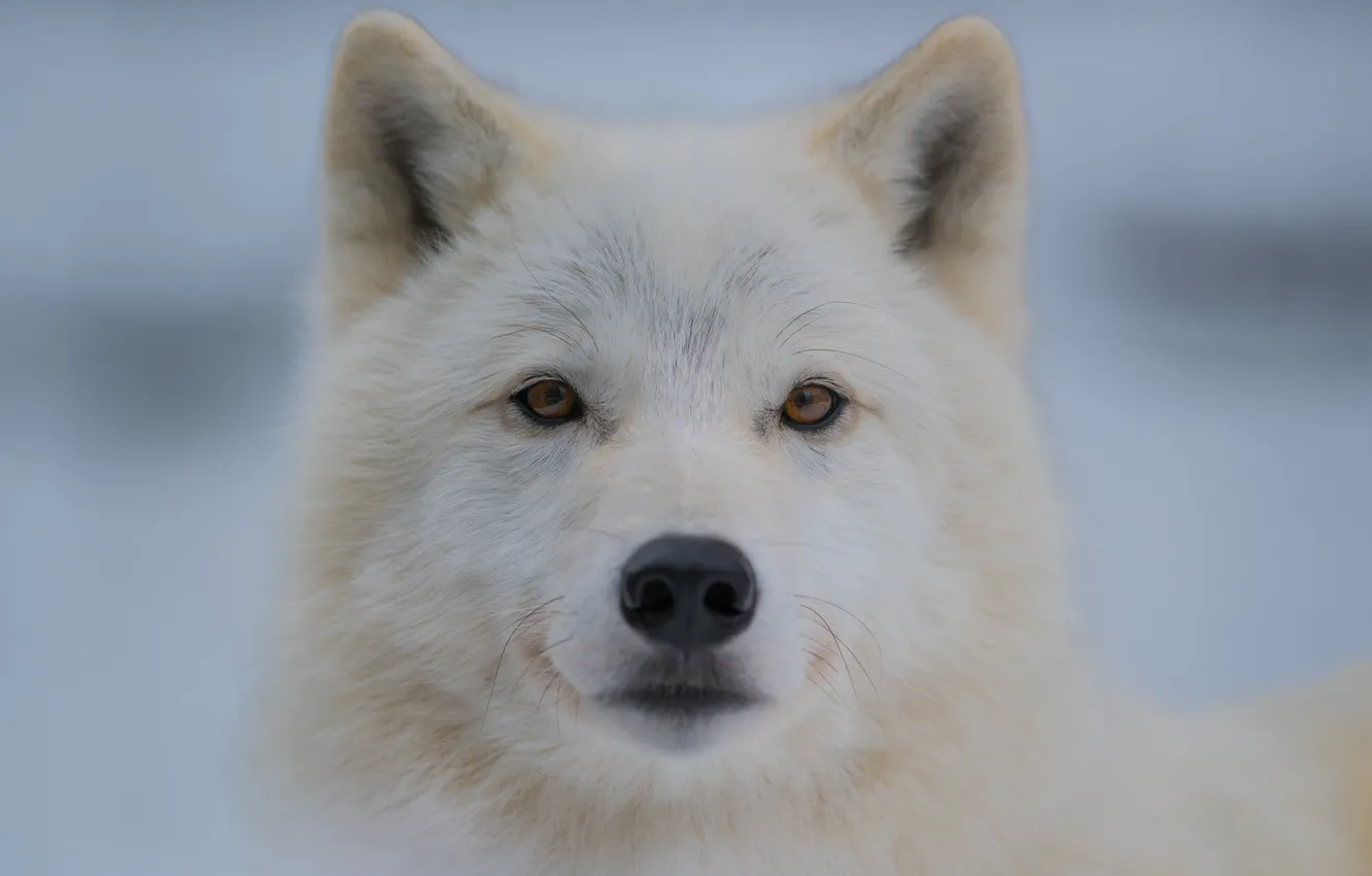 Photo wallpaper animals, white, look, face, close-up, wolf, portrait, light background