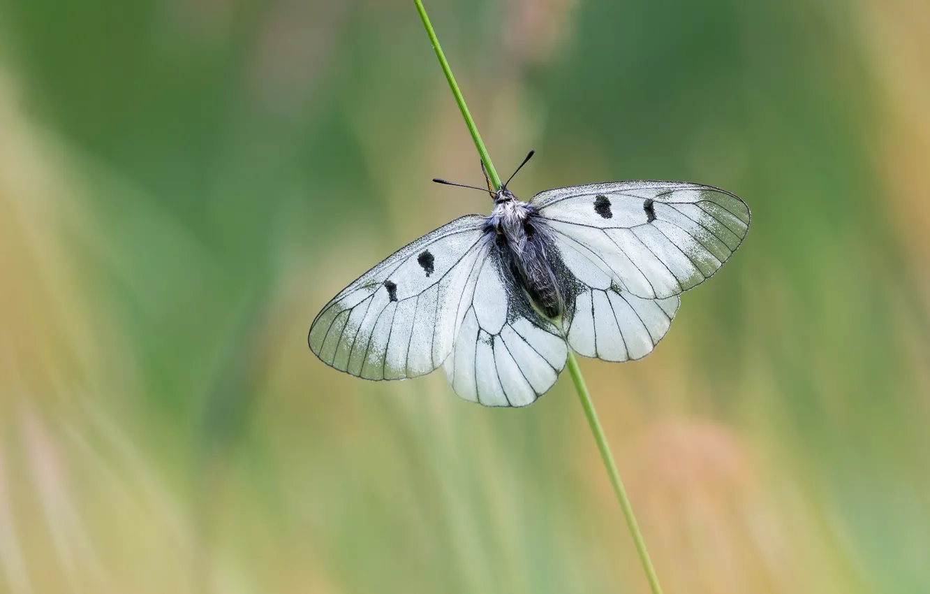 Photo wallpaper white, macro, butterfly, stem, insect, green background