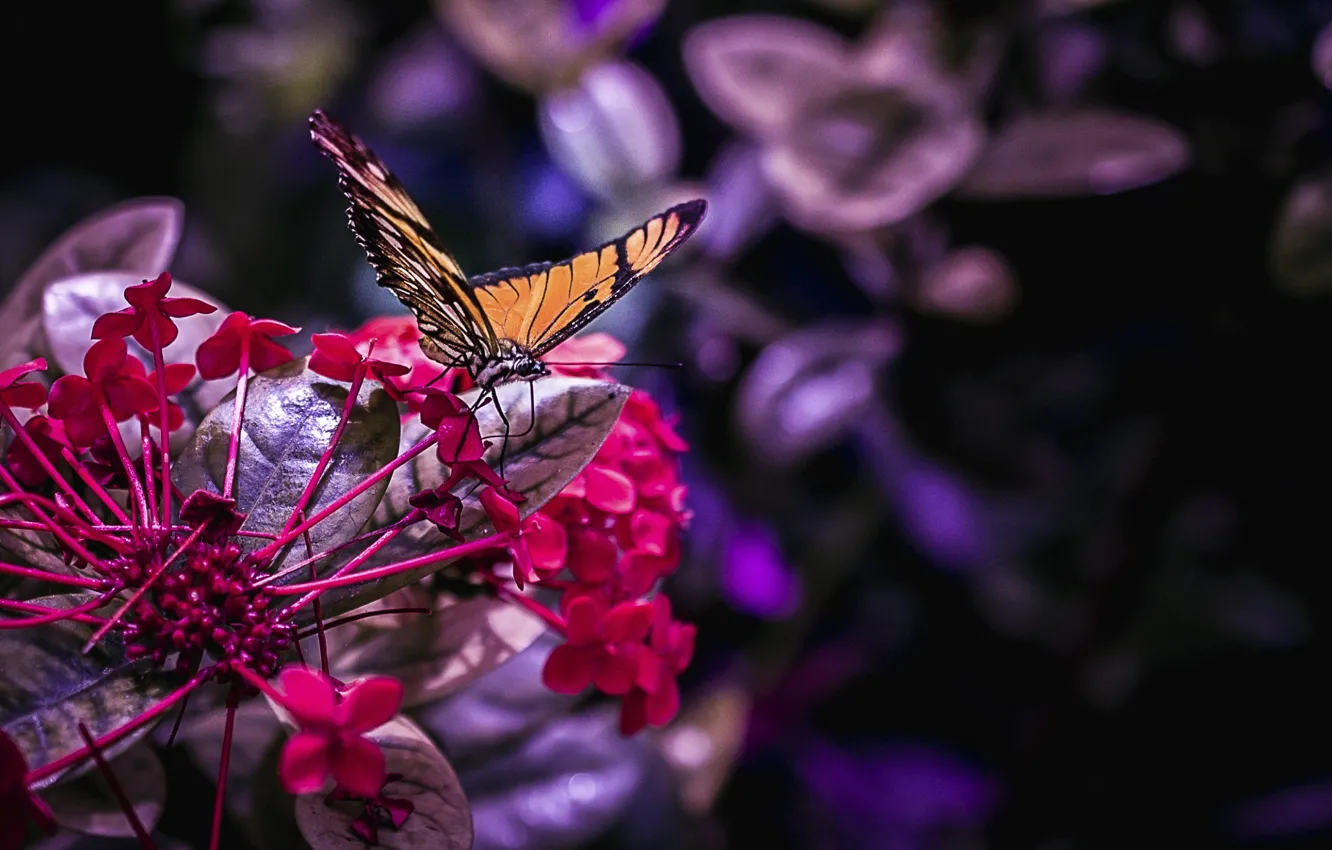 Photo wallpaper macro, flowers, butterfly, moth