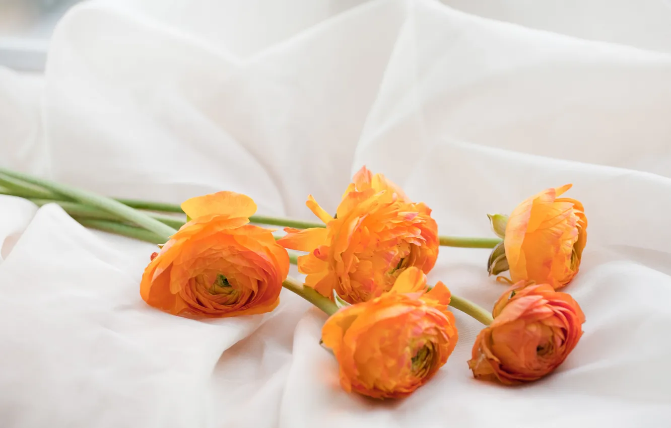 Photo wallpaper flowers, petals, buds, buttercups, Ranunculus