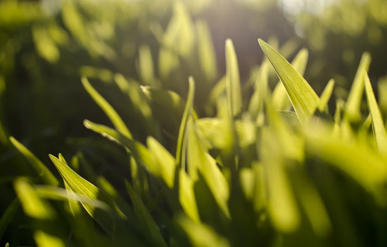 Photo wallpaper greens, grass, macro, rays, light, photo, background, green