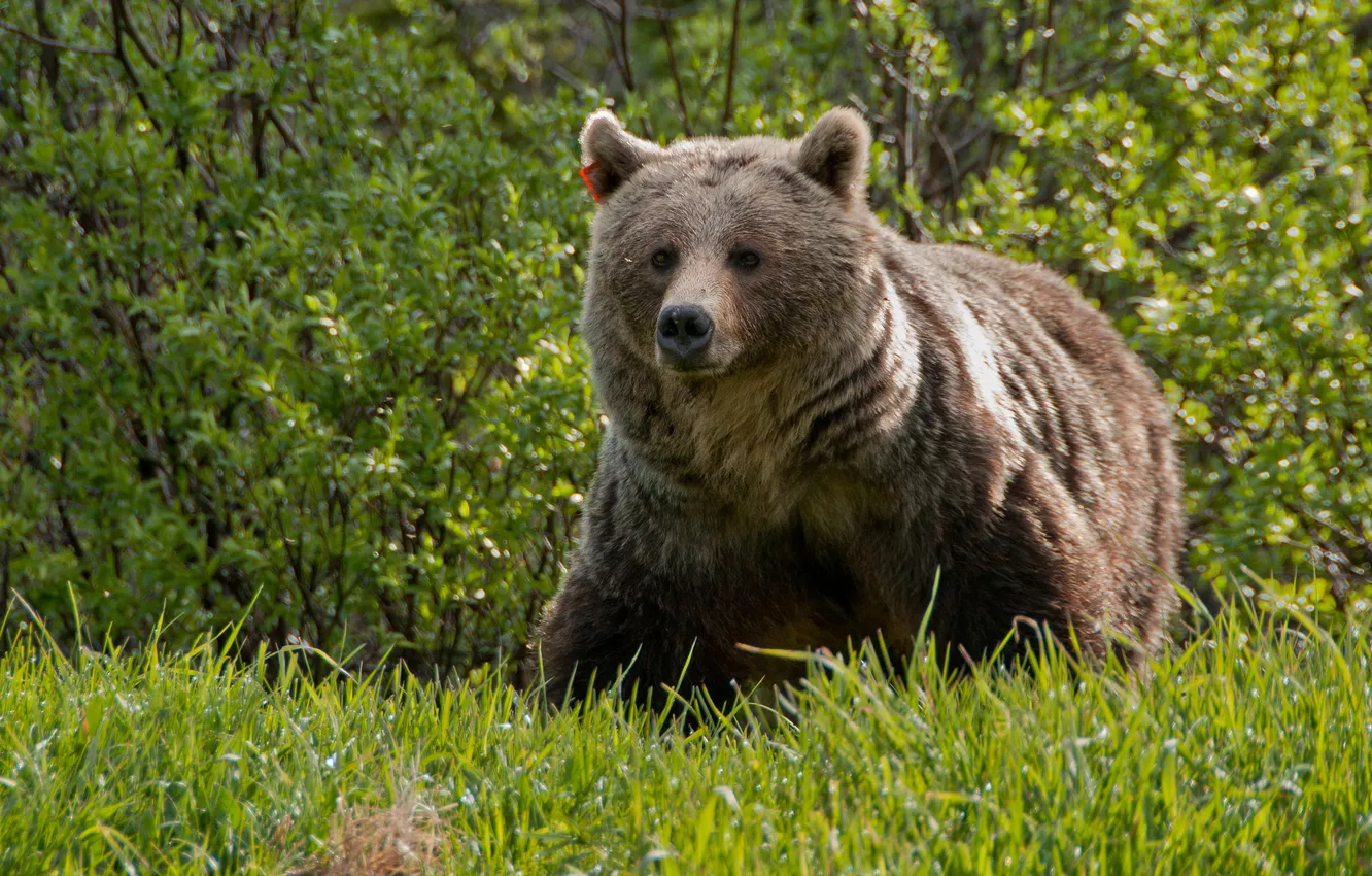 Photo wallpaper grass, bear, the Bruins