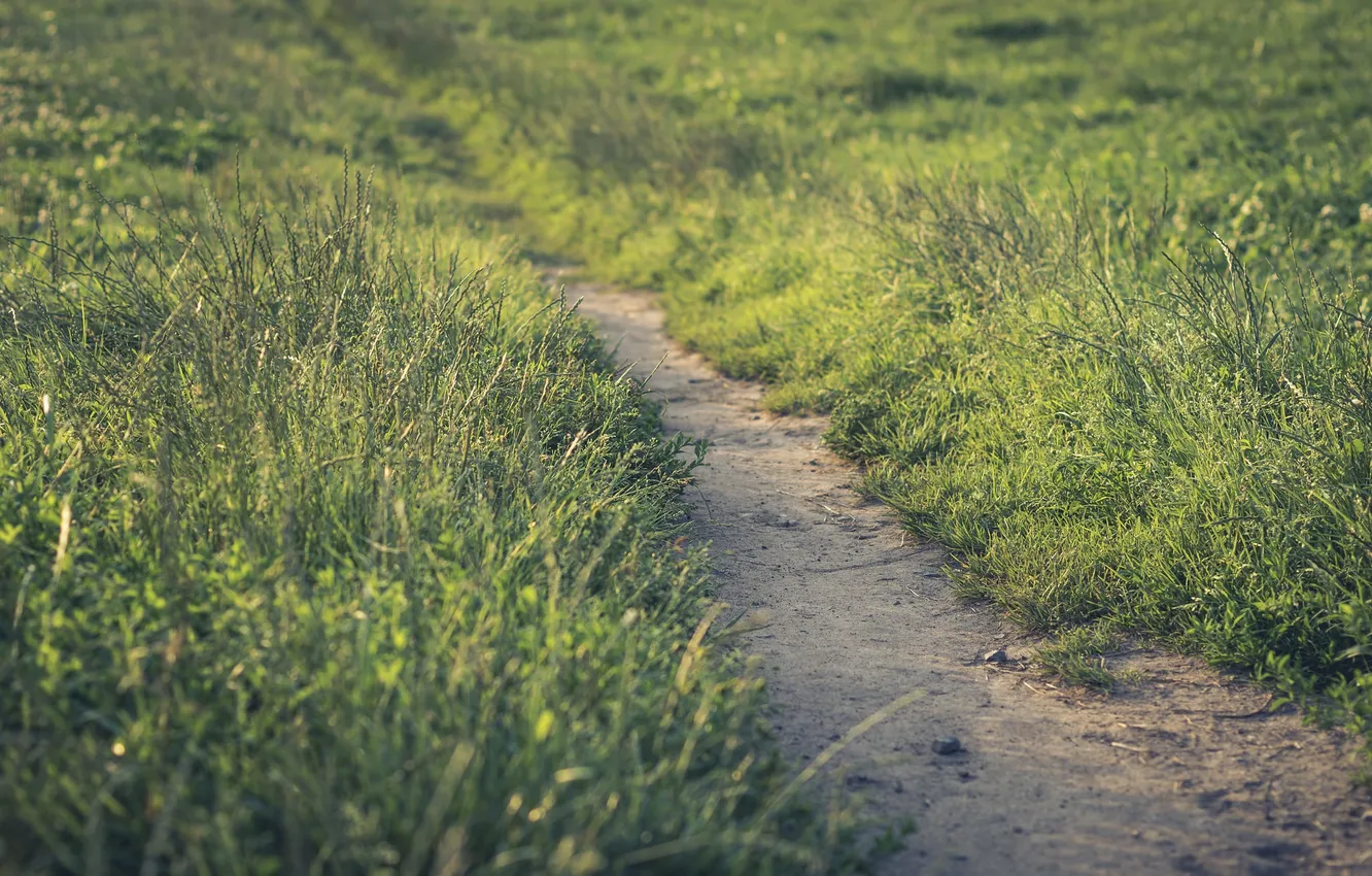 Photo wallpaper greens, summer, track, path
